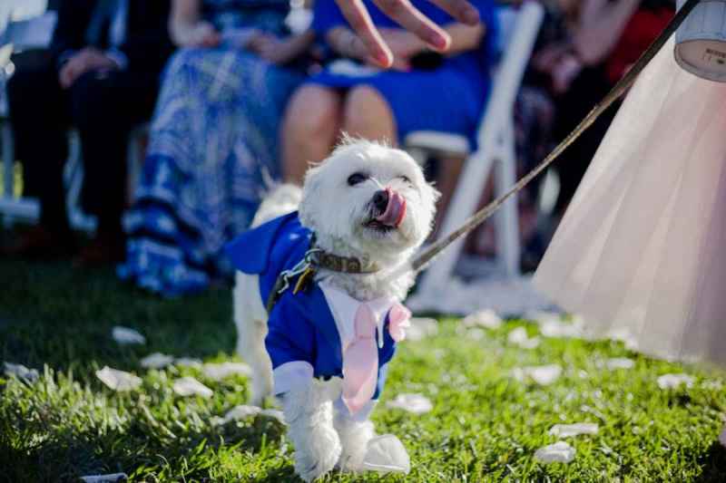 Look elegante per cani al matrimonio: guinzagli, pettorine e consigli di stile